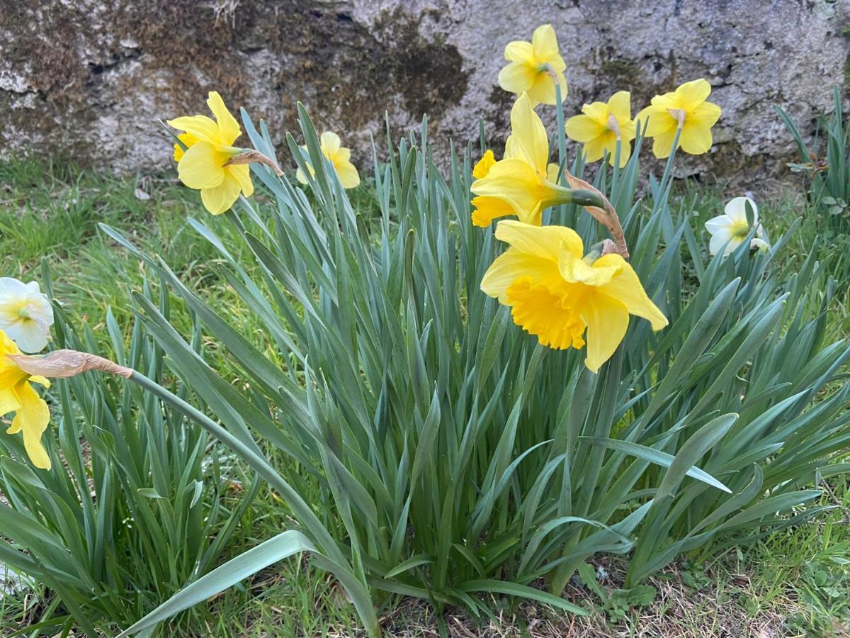 Daffodil Lodge Sligo Exteriör bild